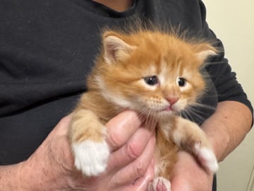Available Soon Norwegian Forest kittens