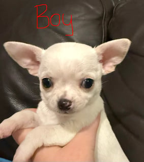 Available Soon Pedigree White Smooth Coat Chihuahua Puppies Available Soon Pedigree White Smooth Coat Chihuahua Puppies