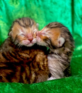 Available Soon Toyger Kittens