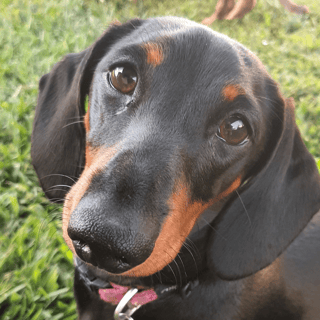 Available Soon Mini Smooth Dachshund Litter ready for Christmas Available Soon Mini Smooth Dachshund Litter ready for Christmas