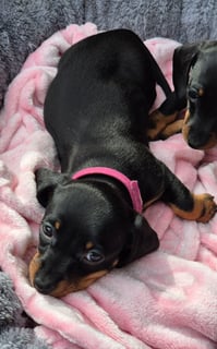 Available Now Mini smooth black and tan females available. 