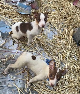 Available Now TENTERFIELD TERRIER PUPS Available Now TENTERFIELD TERRIER PUPS