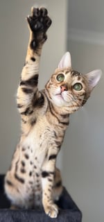 Available Soon 2x Upcoming Brown Rosetted Bengal Litters – September 2026