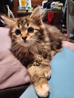 Available Soon PEDIGREE SIBERIAN KITTEN Available Soon PEDIGREE SIBERIAN KITTEN