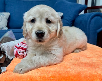 Available Now Golden Retriever Puppies 