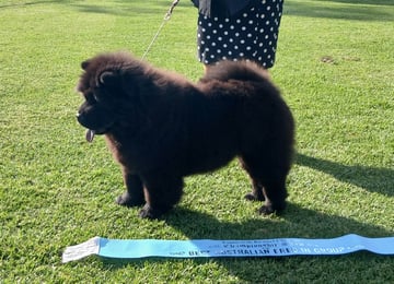 Ebony winning Baby in Group Available Now Ebony 1.5yo Black Rough Desexed Female Chow Chow