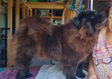 Ebony being groomed, and kissing mum. Available Now Ebony DoB 17 Apr 2025