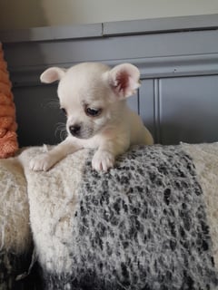 Leeluu. DOB 24/06/26 Available Soon Chihuahua smoothcoat females