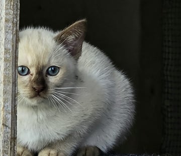 Available Soon Tonkinese Kitten - Registered Breeder Available Soon Tonkinese Kitten - Registered Breeder
