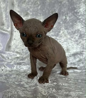 Available Now Registered Sphynx Kittens