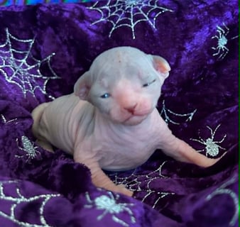 Available Now Registered Sphynx Kittens