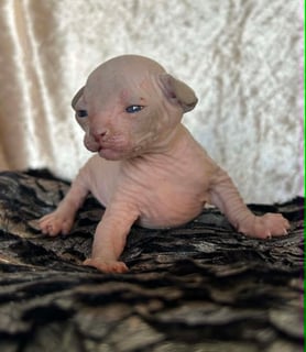 Available Now Registered Sphynx Kittens Available Now Registered Sphynx Kittens
