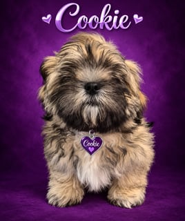Available Now Lilsong Lhasa Apso Puppy