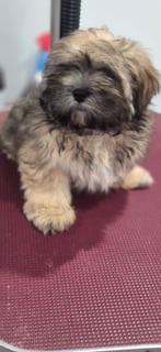 Available Now Lilsong Lhasa Apso Puppy