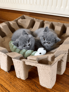 Available Soon British Shorthair Blue Kittens Available Soon Available Soon British Shorthair Blue Kittens Available Soon