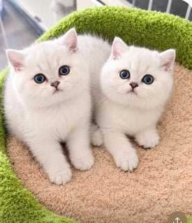 Available Soon British shorthair rate kittens silver black tip
