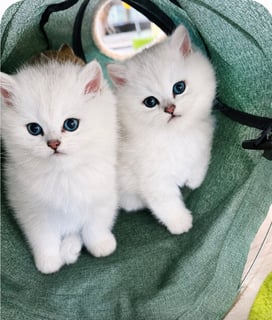 Silver tip British Shorthair Available Soon British shorthair rate kittens silver black tip