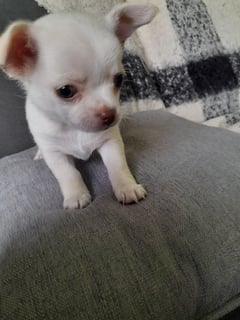 Available Now Chihuahua smoothcoat female