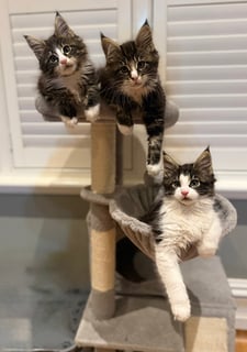 Available Now Pedigree Maine Coon kittens Available Now Pedigree Maine Coon kittens