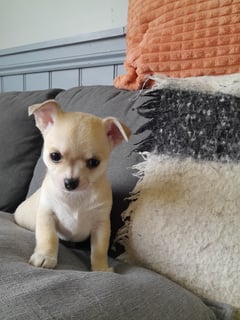 Available Now Chihuahua smoothcoat females