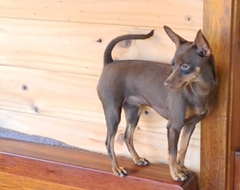 For Adoption Mature Chocolate and Tan female Miniature Pinscher