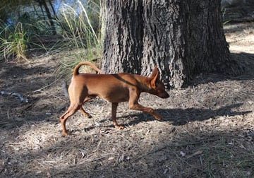 For Adoption Red Miniature Pinscher male