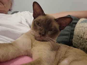 Available Soon Burmese kittens Available Soon Burmese kittens