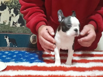 DJ Available Now Boston Terrier Puppies
