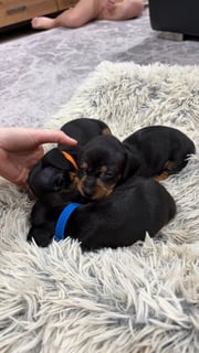 Available Now Miniature dachshund puppies Available Now Miniature dachshund puppies