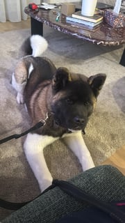 Available Now 7 month old male Akita