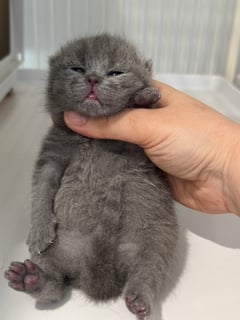 Available Soon Blue female Matilda Available Soon Blue female Matilda