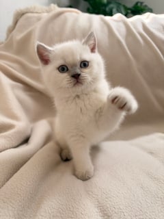 Available Now Lilac colour point male Casper Available Now Lilac colour point male Casper