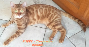 Available Now BENGAL PUREBRED CINNAMON MINK 
