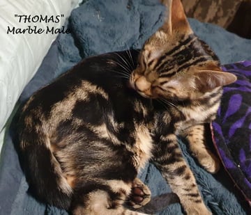 Available Now Bengal Purebred Marble Male Available Now Bengal Purebred Marble Male