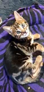 Available Now Bengal Purebred Marble Male - Inc free scratching post