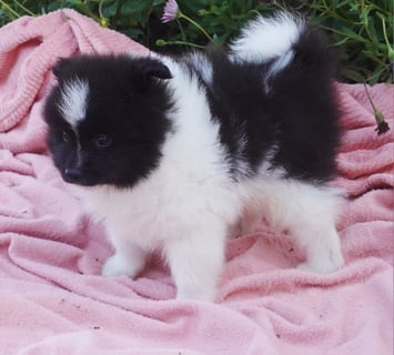 Available Soon German spitz puppies Available Soon German spitz puppies