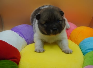 Available Soon German spitz puppies 