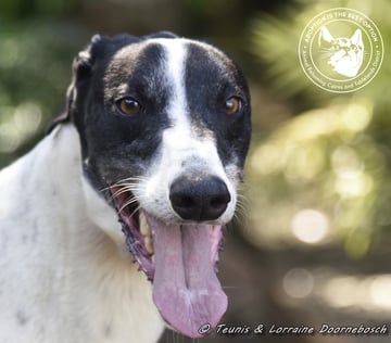 For Adoption Ranger (Apache Malt)