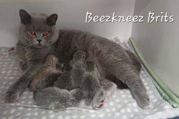 Available Soon British Shorthair Kittens