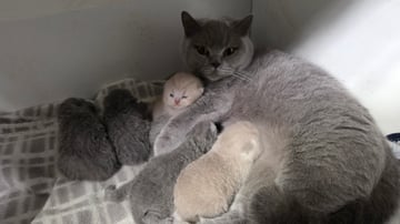 Available Soon British Shorthair Kittens
