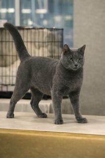 Available Now Russian Blue Adult -Former Champion  Looking for a Loving Forever Home