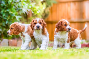 Previous Litter Pups Available Soon Welsh Springer Pups
