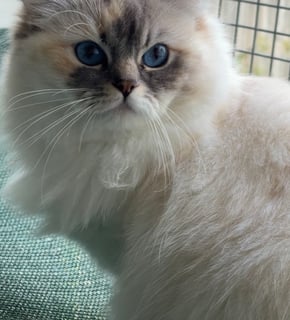 Available Soon Expressions of interest for Registered Ragdoll kittens 