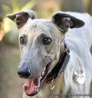 For Adoption Floyd (Ouch My Franky)