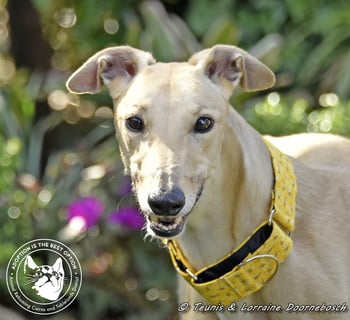 For Adoption Judai (Judi Starline)
