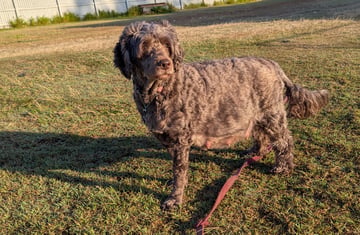 Available Soon Puppies Due Soon! Available Soon Puppies Due Soon!