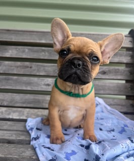 Available Now French Bulldog female puppies Available Now French Bulldog female puppies