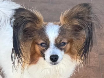 Leia Available Now Papillon - 2 year old desexed girl