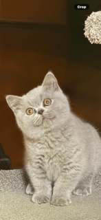Available Now British Shorthair Kitten for Sale 