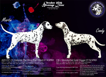Beverage Litter Available Soon Dalmatian Puppies for go home in late December